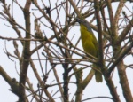 Green-breasted Bushshrike